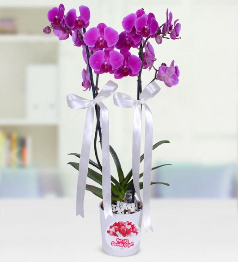 Çift Dallı Mor Orkide