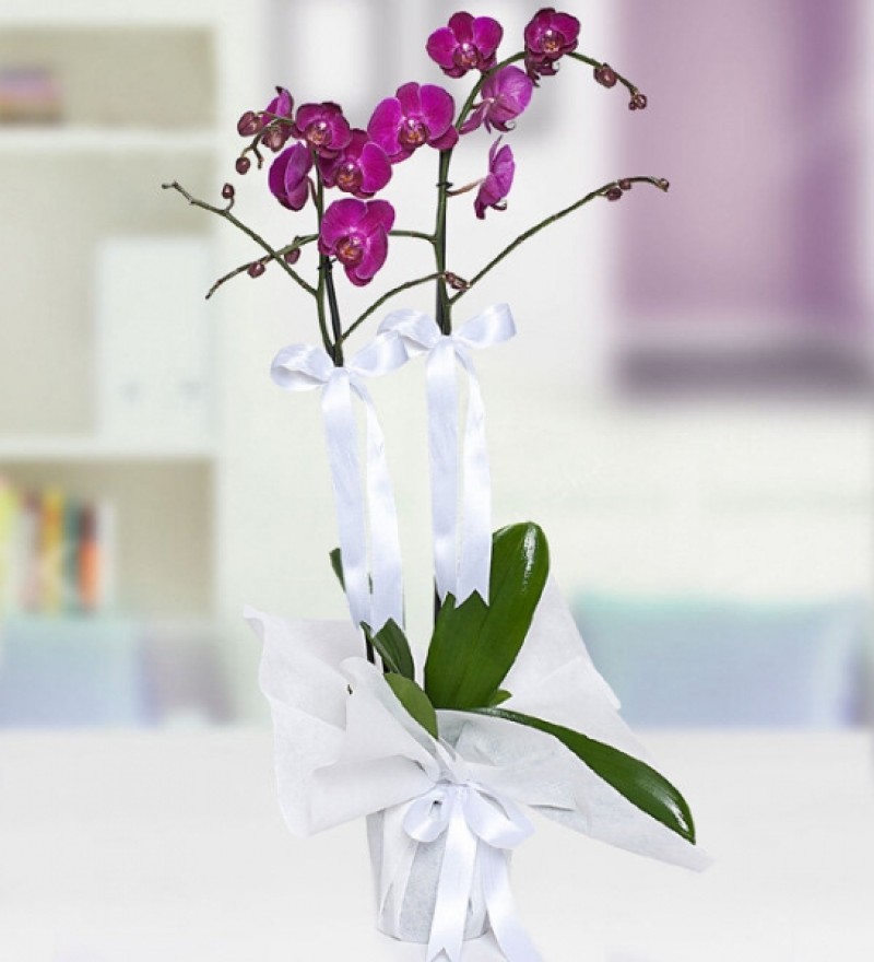 Çiftli Mor Orkide