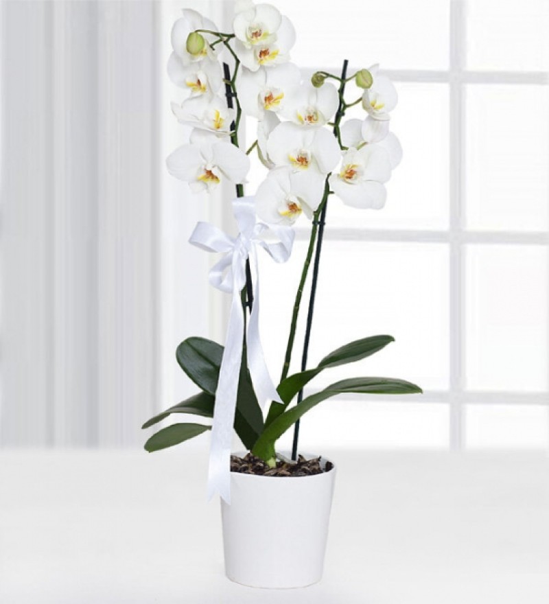 Çiftli Beyaz Orkide