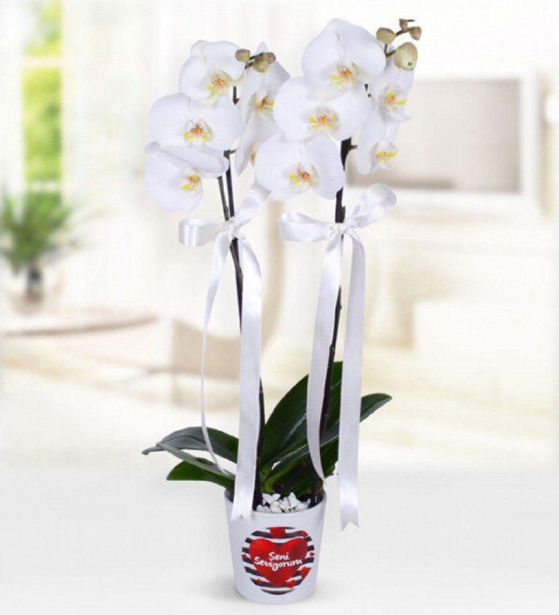 Çift Dallı Beyaz Orkide