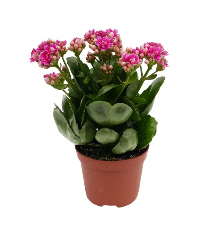 KALANŞÖ SAKSI BİTKİSİ