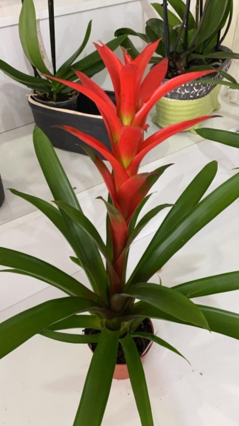 GUZMANYA SAKSI ÇİÇEĞİ